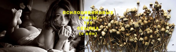 прущие грибы Куйбышев